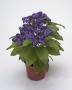Seminte profesionale  Heliotropium arborescens - Vanilia - imagine 49358